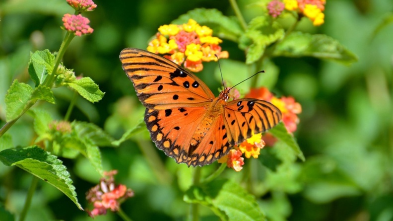 1779103-1920x1468-Gulf-Fritilary-Butterfly
